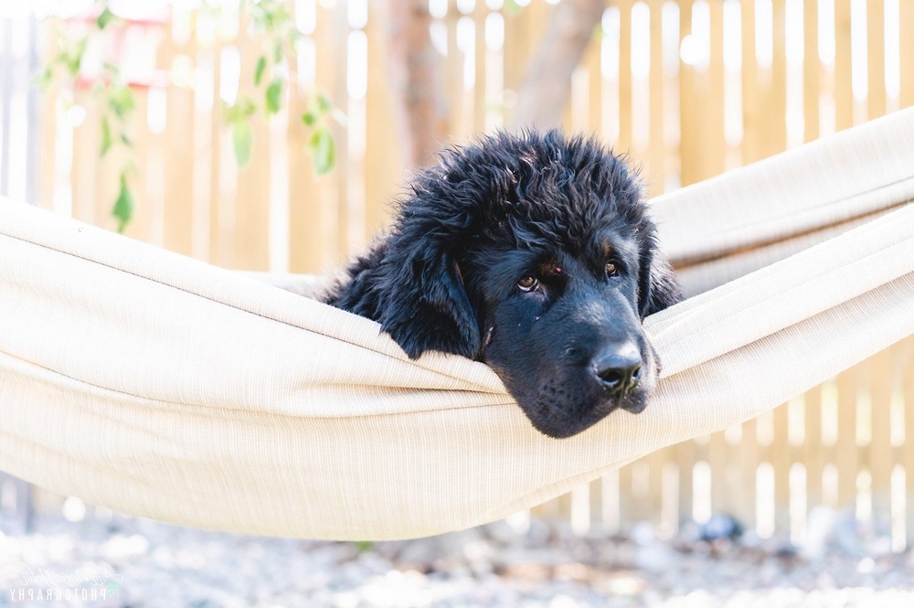 Dog eating from a bowl