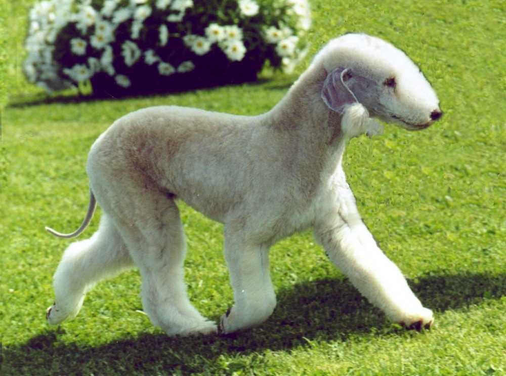 Bedlington Terrier sitting in a garden
