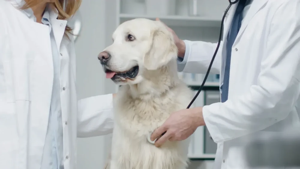 Flat-faced dog resting on a cushion