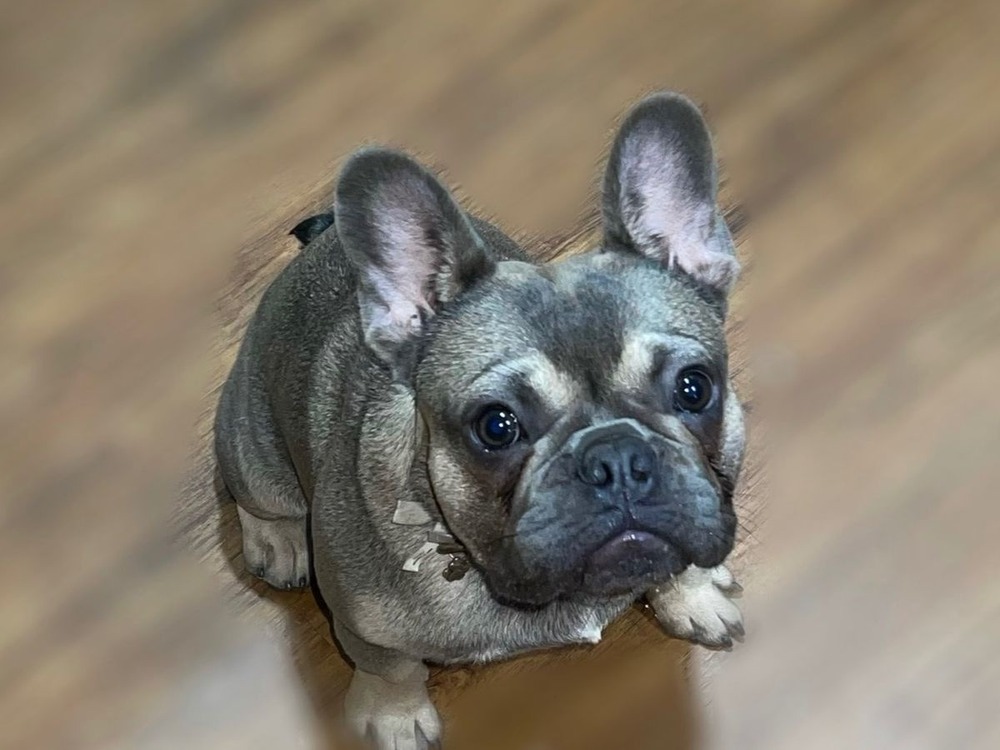 Close view of a Serrano Bulldog head and shoulders