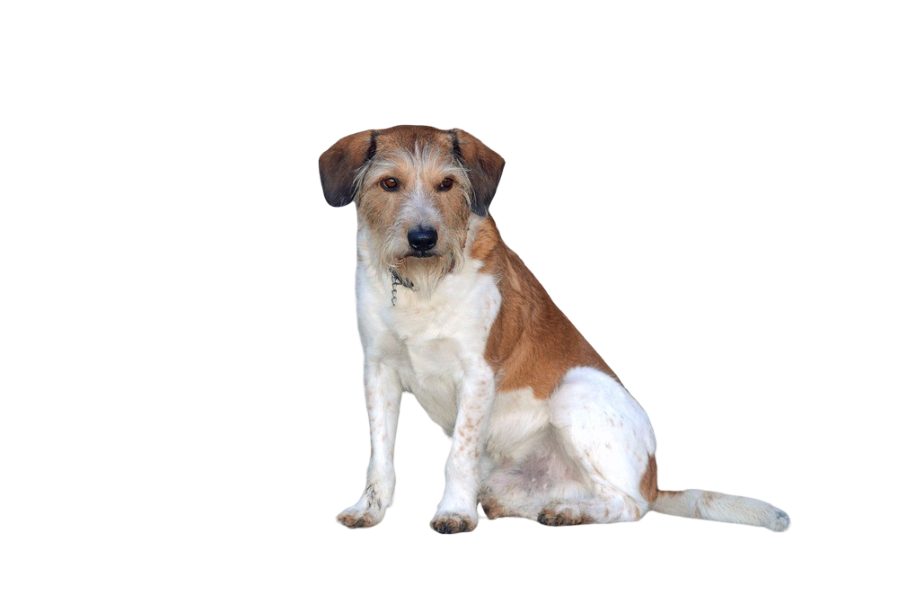 Kromfohrlaender resting indoors