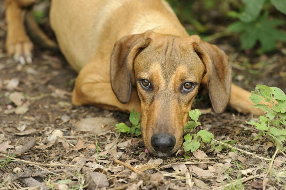 Veterinary team preparing a dog for treatment