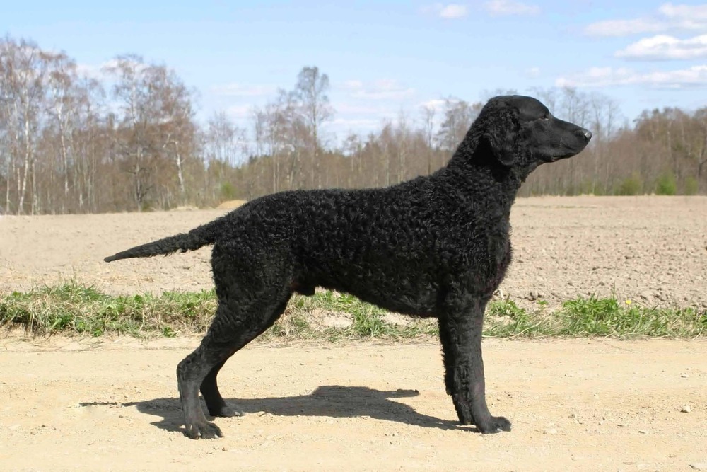Liver Curly-Coated Retriever sitting calmly