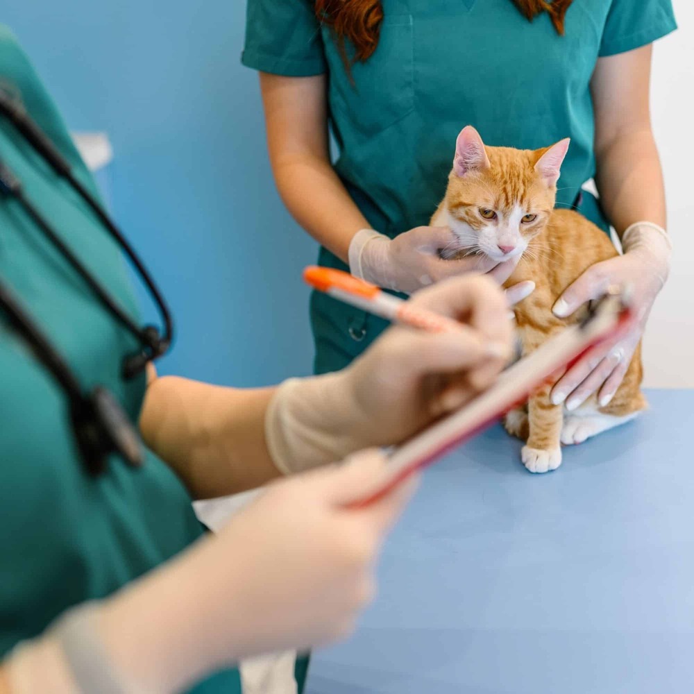 Dog resting on a blanket at home