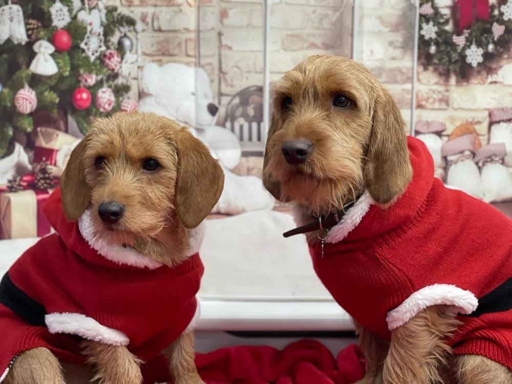 Basset Fauve de Bretagne in profile with rough fawn coat