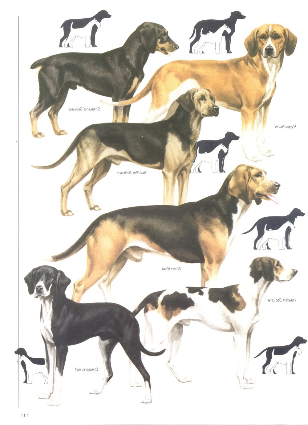 Smalandsstovare coat detail