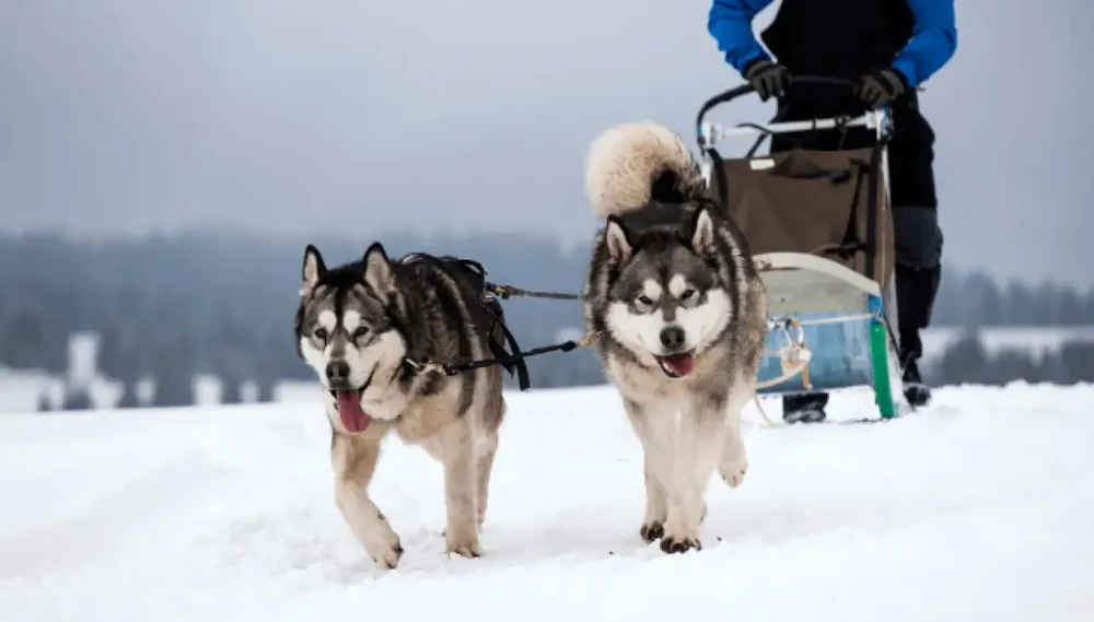 Alaskan Malamute sitting calmly